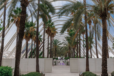 Low angle view of palm trees