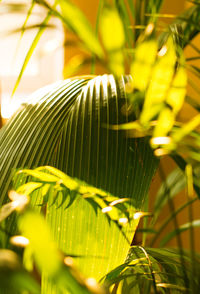 Close-up of palm tree leaves