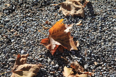 High angle view of maple leaves on pebbles