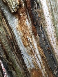 Full frame shot of tree