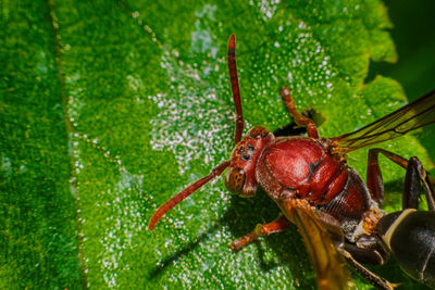 Close-up of insect on leaf