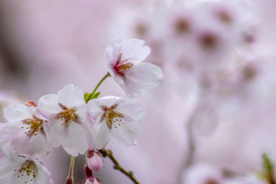 Close-up of cherry blossom