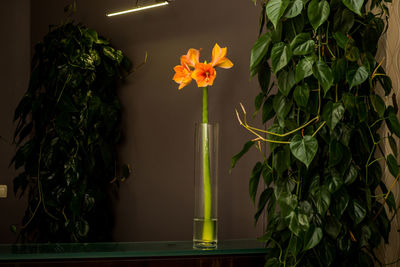 Close-up of potted plant against orange wall