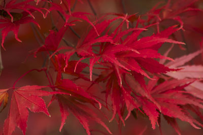 Close-up of red maple leaves