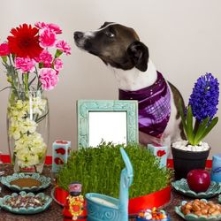 Close-up of cat in flower pot