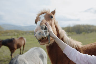 Horse standing on field