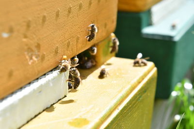 Close-up of bee on wood