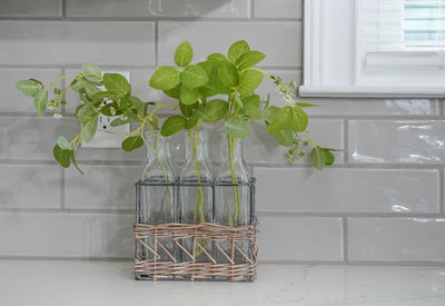 Close-up of potted plant on table