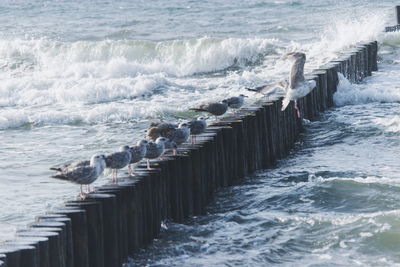 Seagulls on wooden post in sea