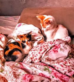 High angle view of cat resting on bed