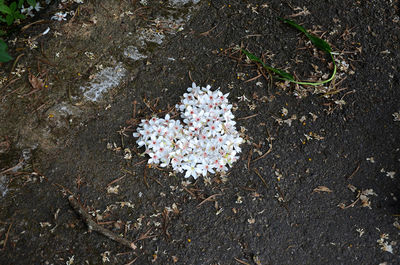High angle view of white flowers