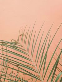 Low angle view of plants against wall