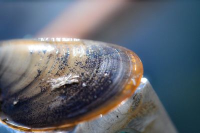 Close up of plant against blurred background
