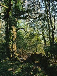 Low angle view of trees against sky