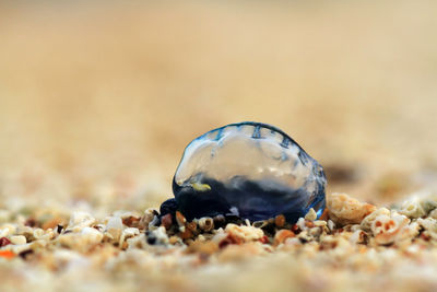 Close-up of shell on sand