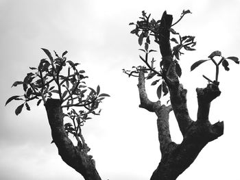 Low angle view of silhouette tree against sky