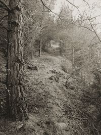 Bare trees in forest