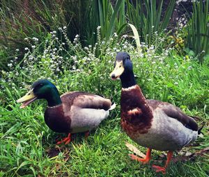 Ducks on grassy field