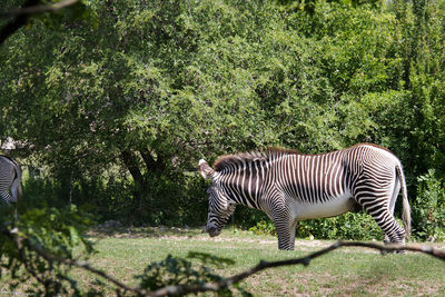 Toronto zoo,ontario,canada