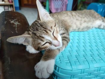 Close-up of a cat sleeping