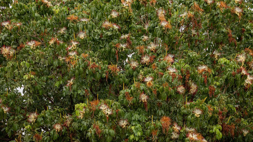 Full frame shot of flowering plants on field