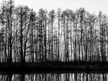 Scenic view of forest against sky