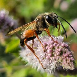 Close-up of bee pollinating on flower