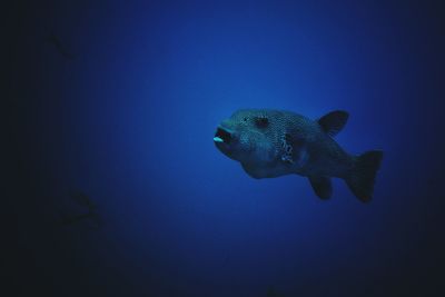 Close-up of fish swimming in sea