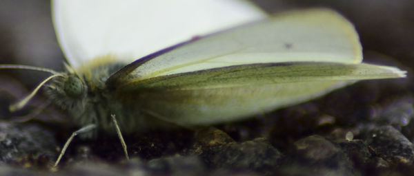 Close-up of plant against blurred background