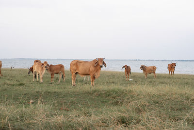 Cows standing in a field