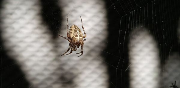 Close-up of spider on web