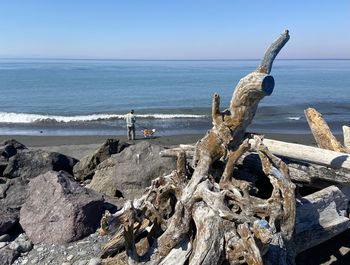 Driftwood on beach against sky