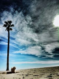 Palm tree on beach against sky