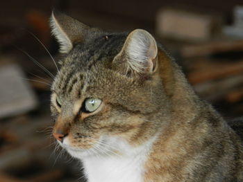 Close-up of a cat looking away