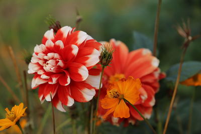 Close-up of orange cosmos flowers