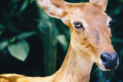 Close-up of a deer