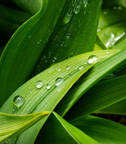 Close-up of wet plant leaf