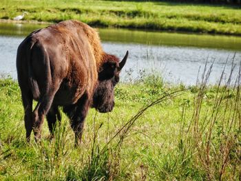 Buffalo standing in a field