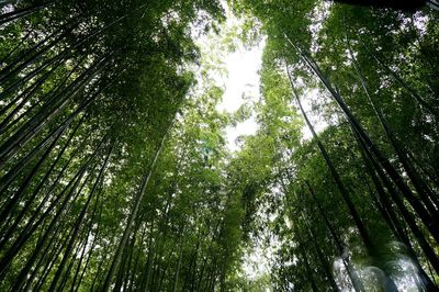 Low angle view of trees in forest