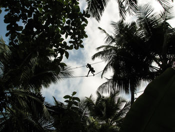 Low angle view of palm trees against sky