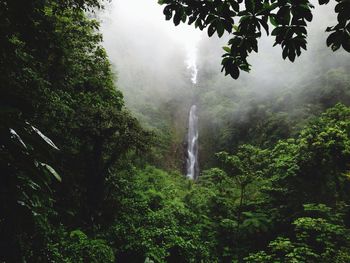 Scenic view of waterfall in forest