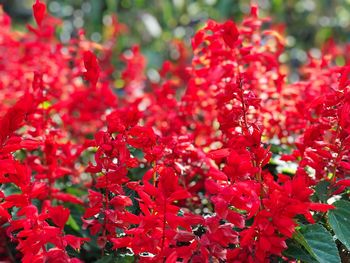 Close-up of red flowering plant