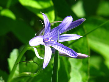 Close-up of purple flowering plant