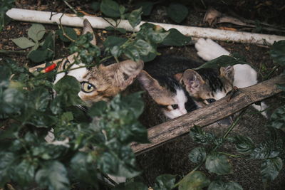 Close-up of cats relaxing amidst plants on field