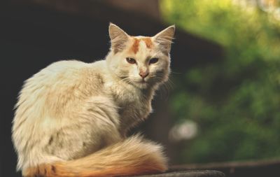 Portrait of cat sitting outdoors