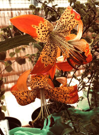 Close-up of orange flower on plant