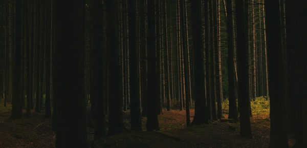 Straight trees in forest and sun light in summer