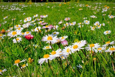 Fresh white daisy flowers in field