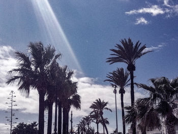 Low angle view of palm trees against sky