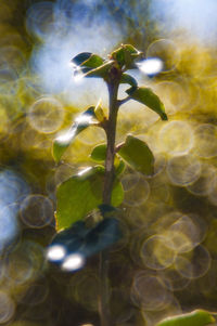 Close-up of plant